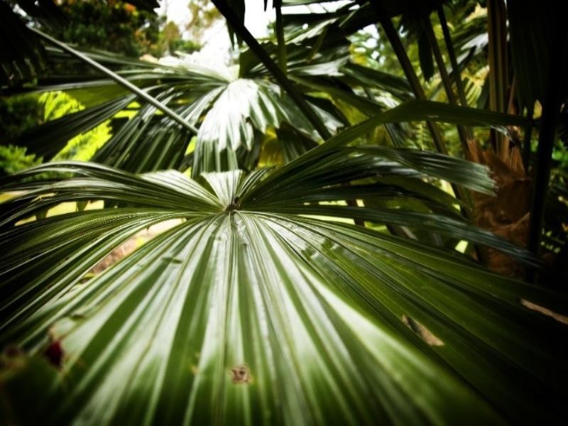 Mission Beach QLD 4852