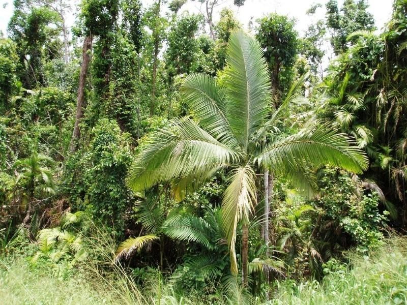 Mission Beach QLD 4852