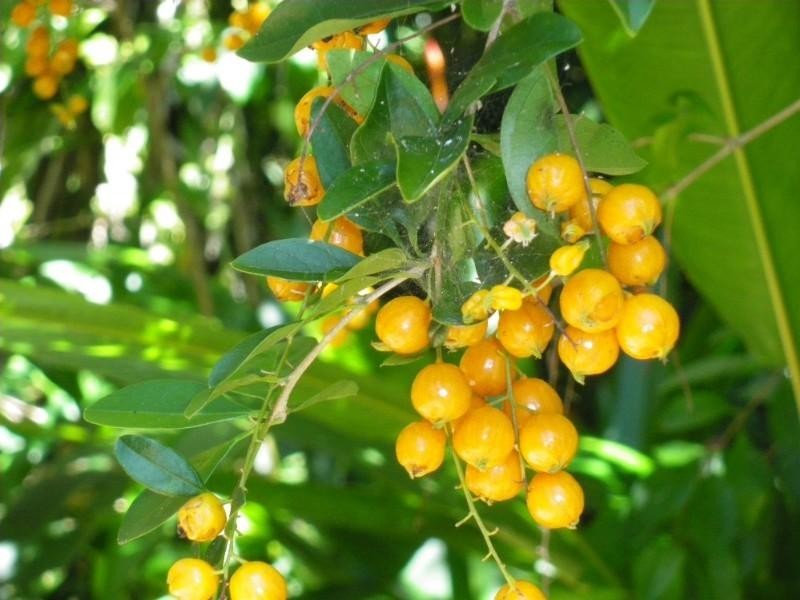 Mission Beach QLD 4852