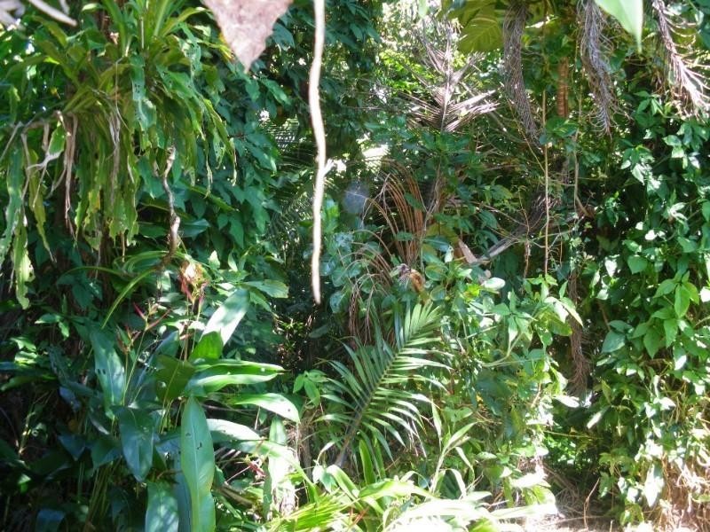 Mission Beach QLD 4852