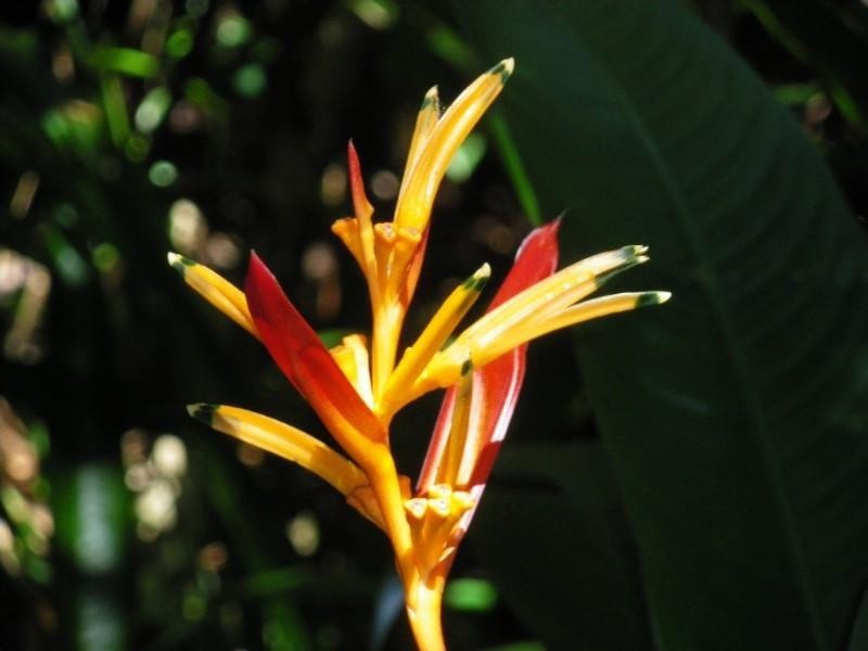 Mission Beach QLD 4852