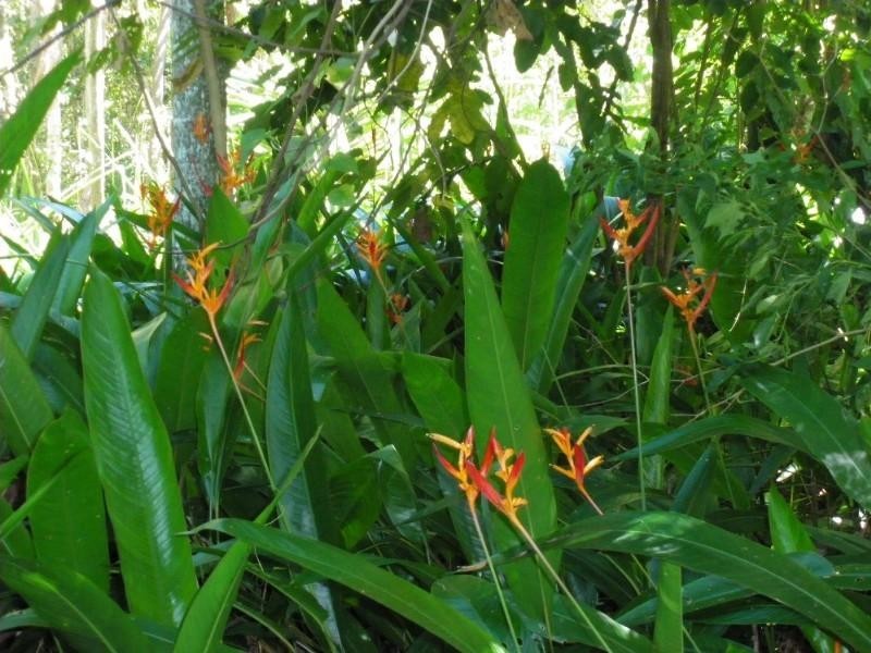 Mission Beach QLD 4852