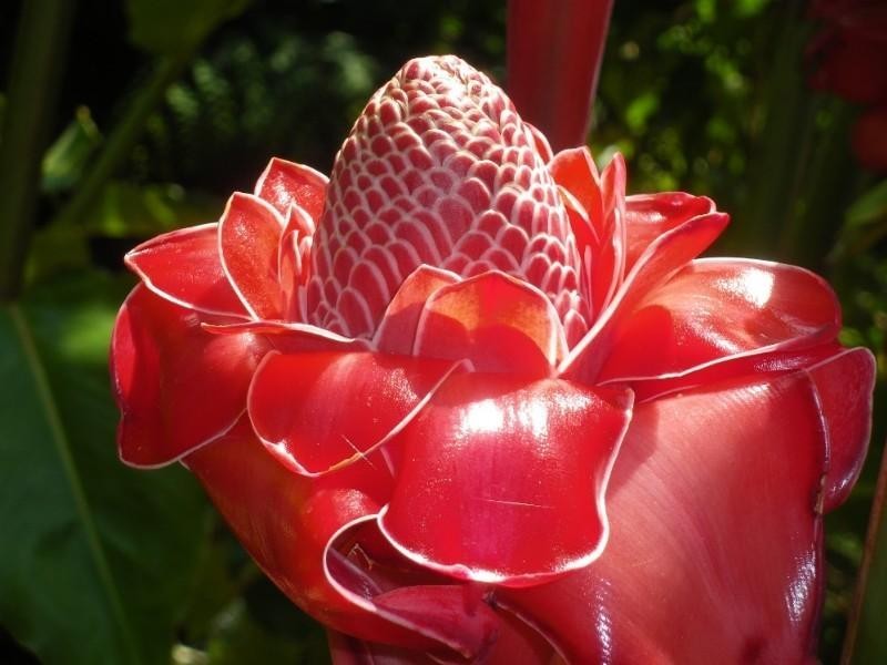 Mission Beach QLD 4852