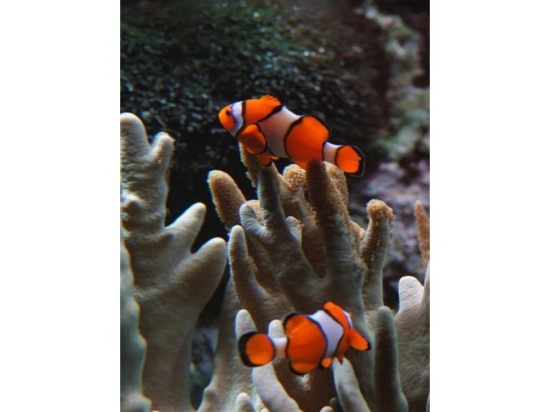 Mission Beach QLD 4852