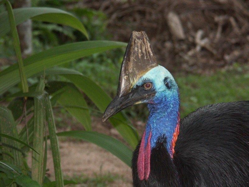 Mission Beach QLD 4852