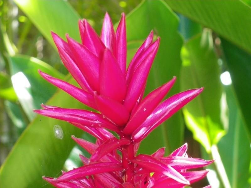 Mission Beach QLD 4852