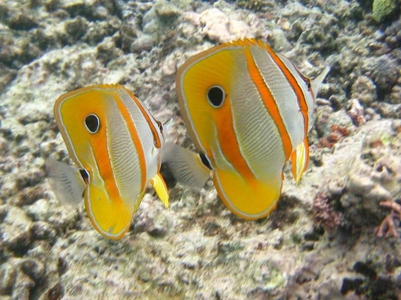 Wongaling Beach QLD 4852