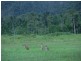 Merryburn QLD 4854