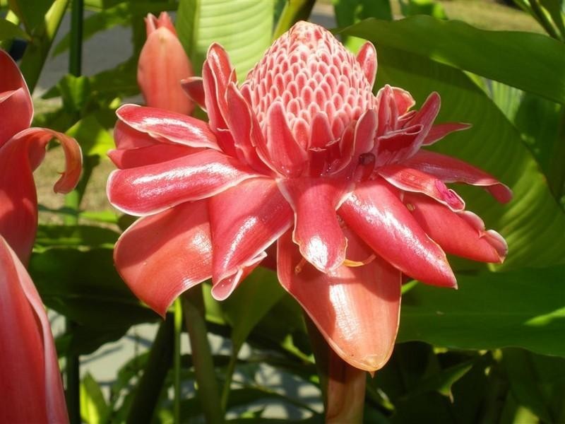 Mission Beach QLD 4852