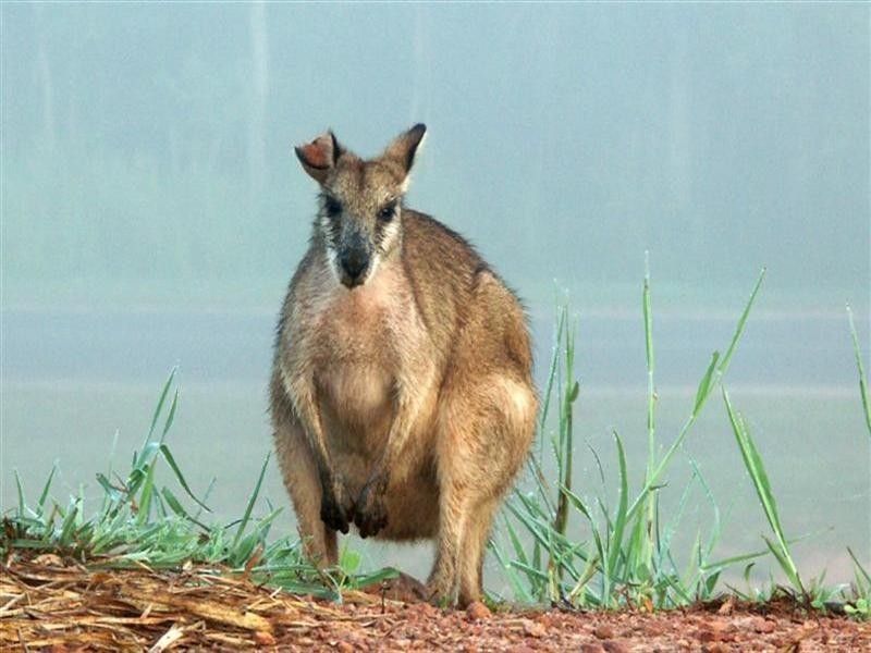 Mission Beach QLD 4852