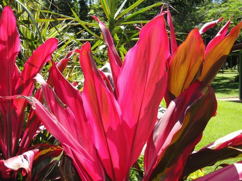 Mission Beach QLD 4852