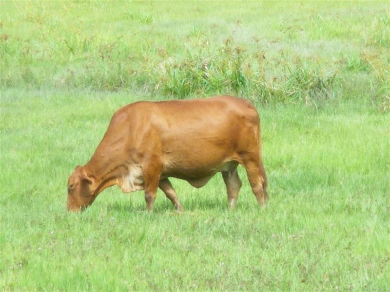 Wongaling Beach QLD 4852