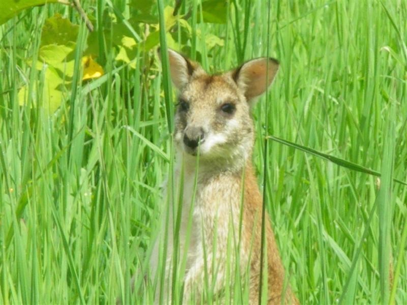 Wongaling Beach QLD 4852