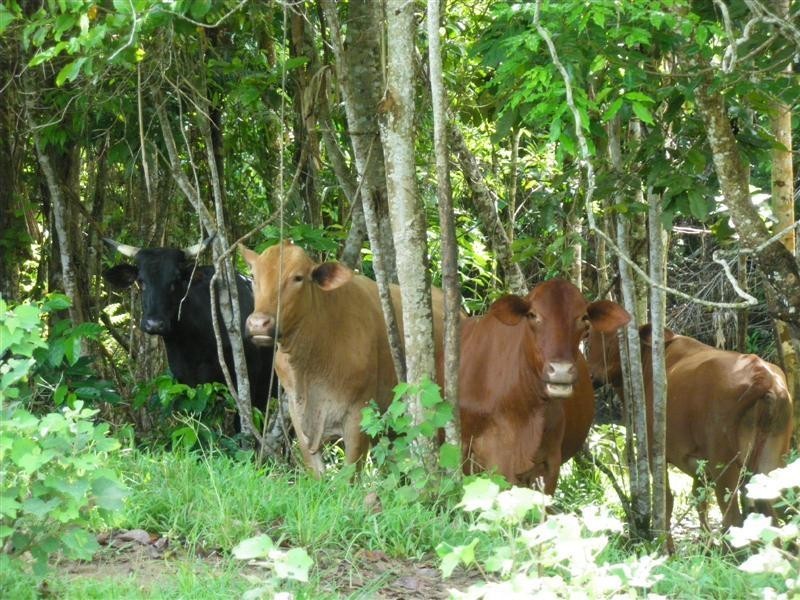 Wongaling Beach QLD 4852