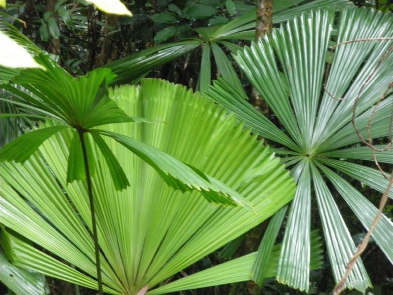 Wongaling Beach QLD 4852