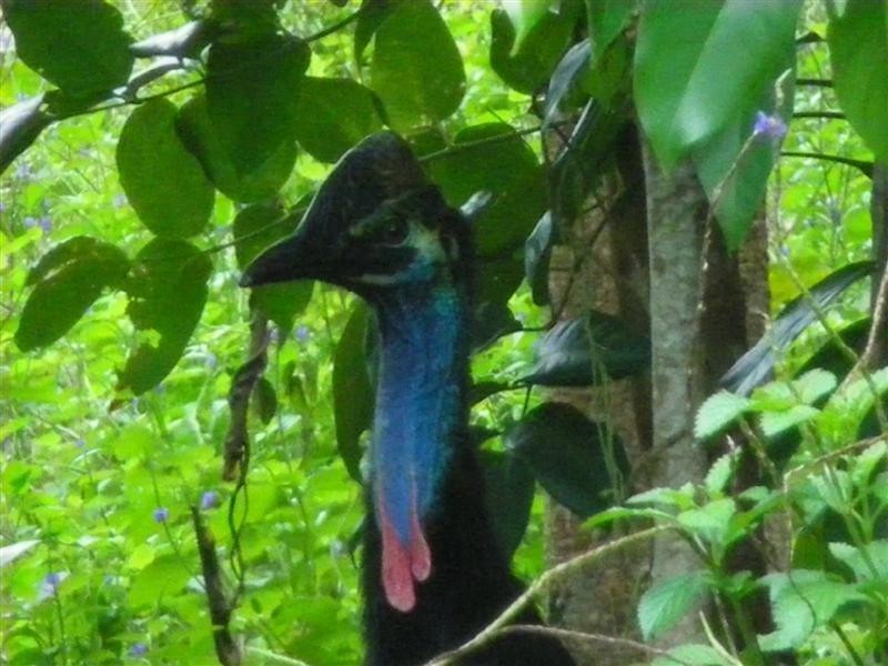 Wongaling Beach QLD 4852