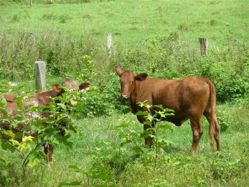 Wongaling Beach QLD 4852