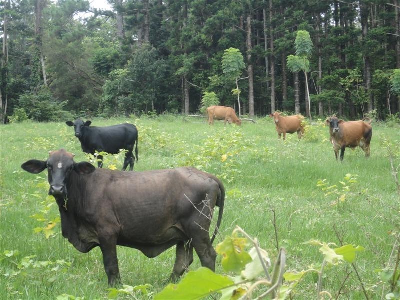 Wongaling Beach QLD 4852
