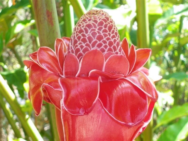 Mission Beach QLD 4852