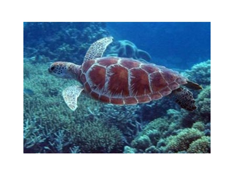 45 Inarlinga Road, Cowley Beach QLD 4871