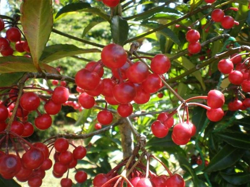 104 Boyett Road, Mission Beach QLD 4852