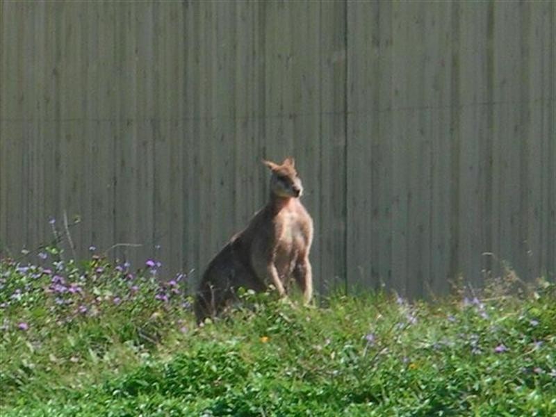 Mission Beach QLD 4852