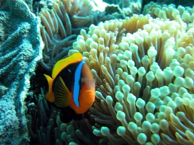 Lot 3 Holt Road, Mission Beach QLD 4852