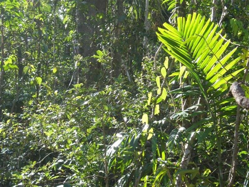 Lot 99 Jackey Jackey Street, Mission Beach QLD 4852