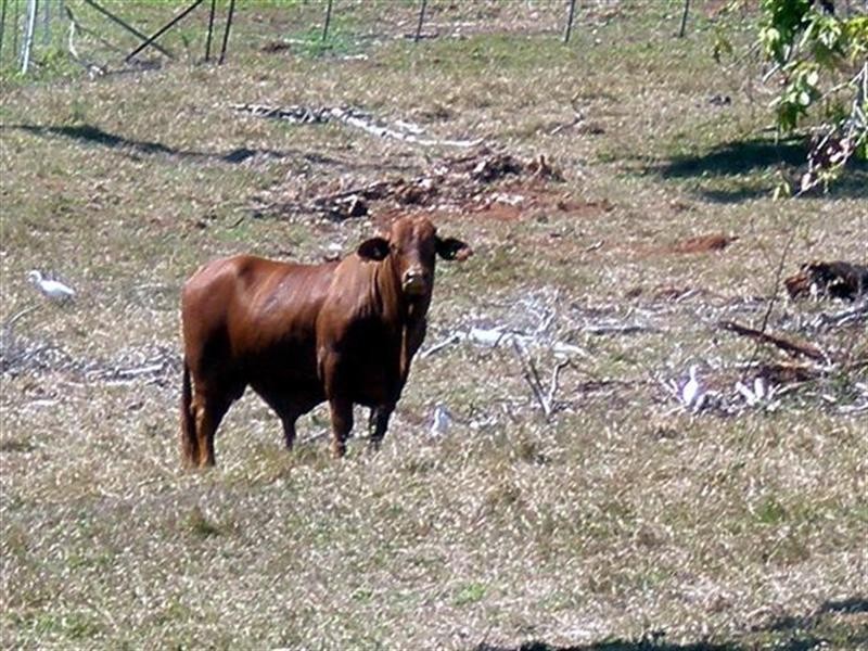 Lot 99 Jackey Jackey Street, Mission Beach QLD 4852