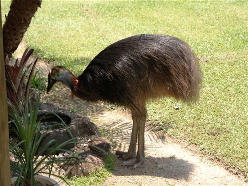 1349A Cassowary Drive, Mission Beach QLD 4852