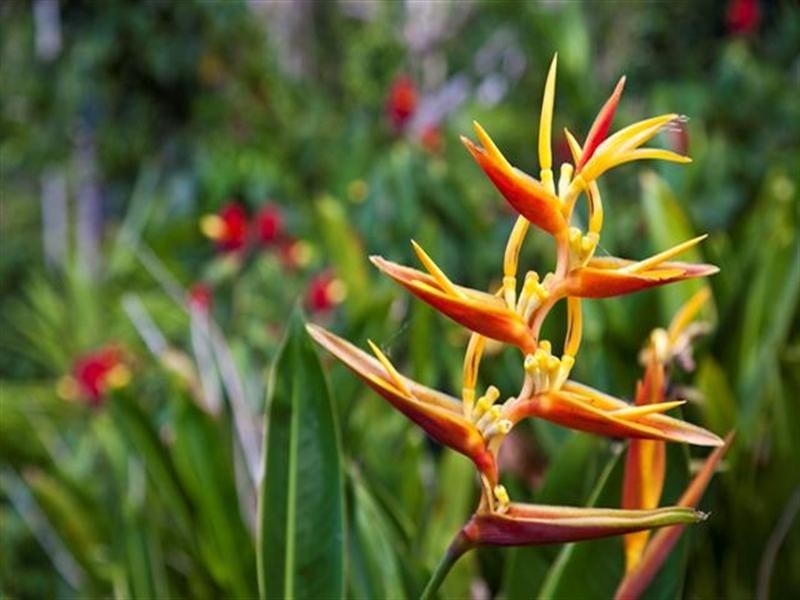 Lot 12 Tam O’Shanter Tce., South Mission QLD 4852