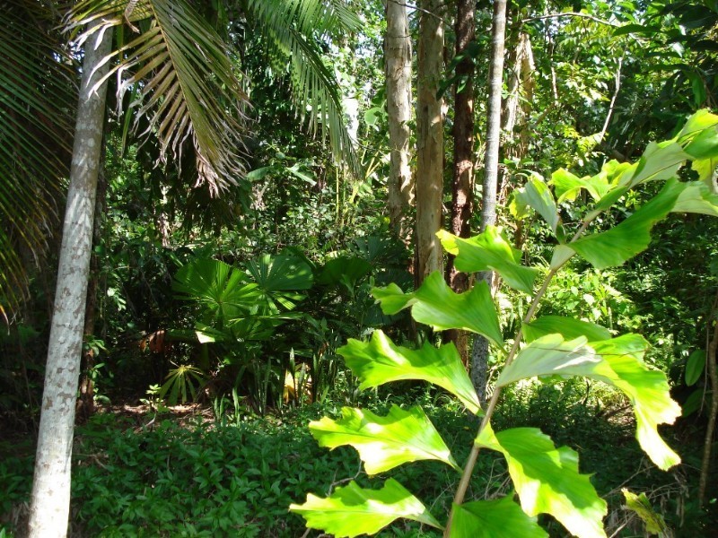 Mission Beach QLD 4852