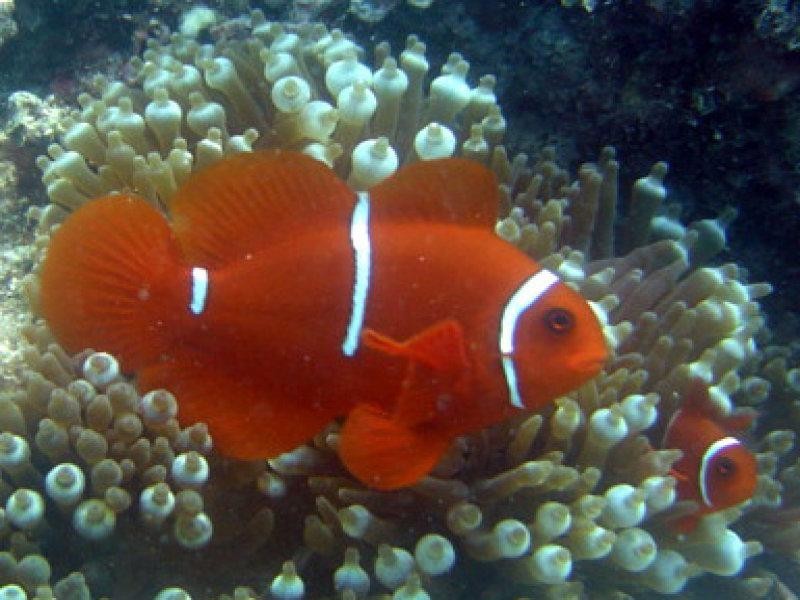 Mission Beach QLD 4852