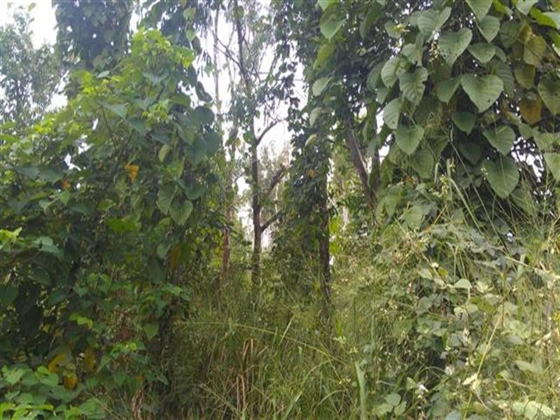 Lot 1 Pacific View Drive, Mission Beach QLD 4852