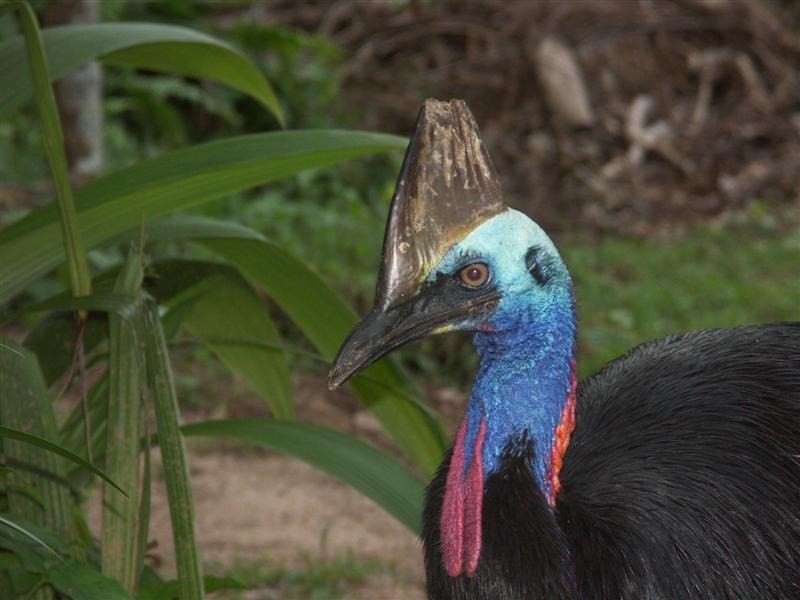 26 Webb Court, Bingil Bay QLD 4852