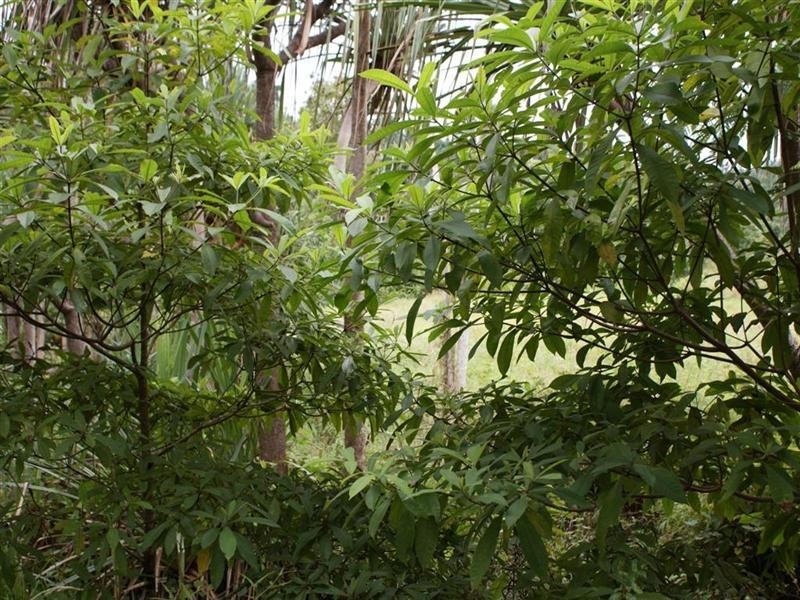 Mission Beach QLD 4852