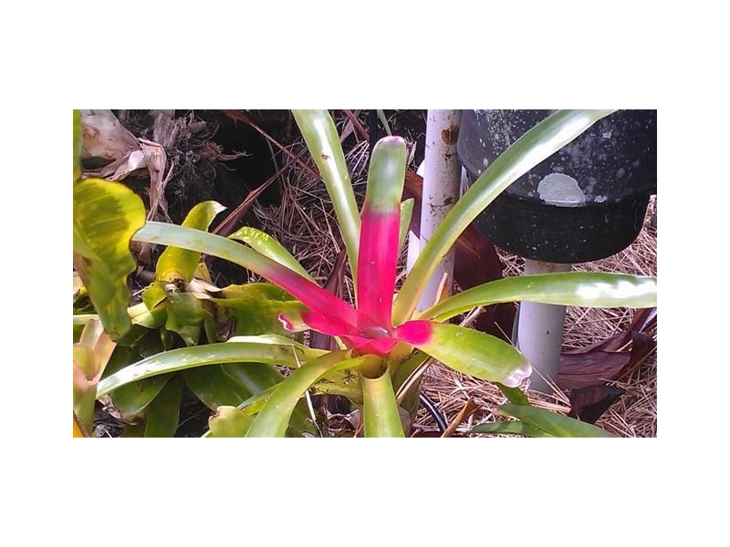 44 Dargin Road, Maria Creeks QLD 4855