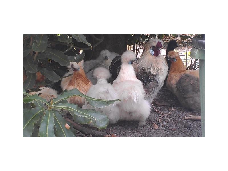 44 Dargin Road, Maria Creeks QLD 4855