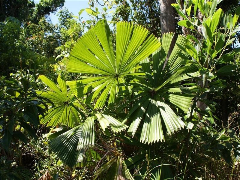 53 Casuarina Crescent, Mission Beach QLD 4852