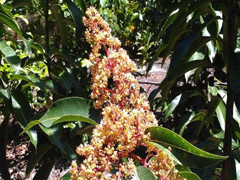 Lot 23 Fig Tree Beach Road, Mission Beach QLD 4852