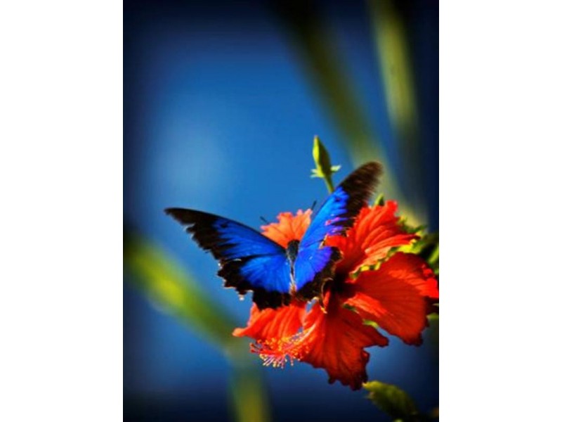 21-35 Webb Road, Mission Beach QLD 4852