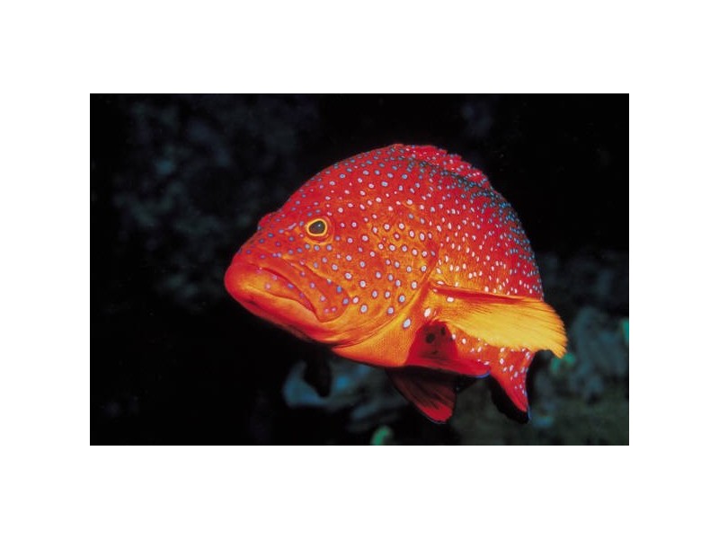 26 Donkin Lane, Mission Beach QLD 4852