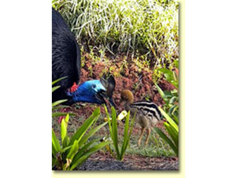 627 Bingil Bay Road, Bingil Bay QLD 4852