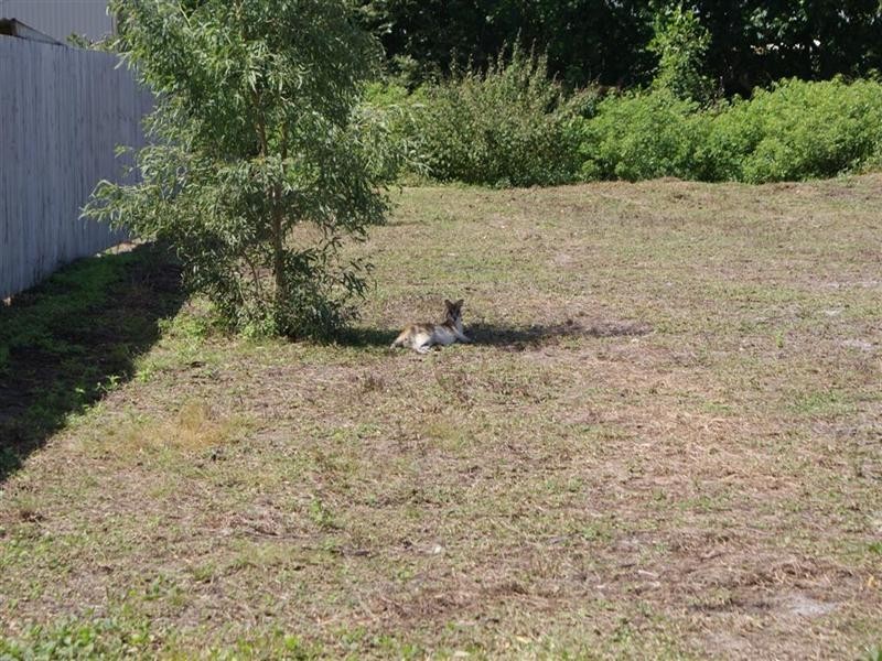 3 Spinnaker Street, South Mission QLD 4852