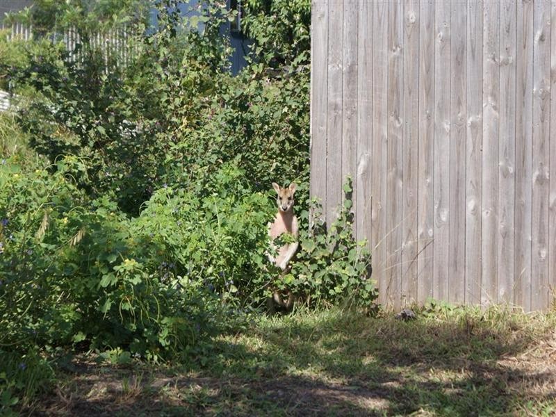 3 Spinnaker Street, South Mission QLD 4852