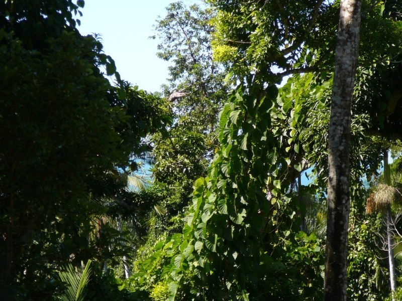 Mission Beach QLD 4852