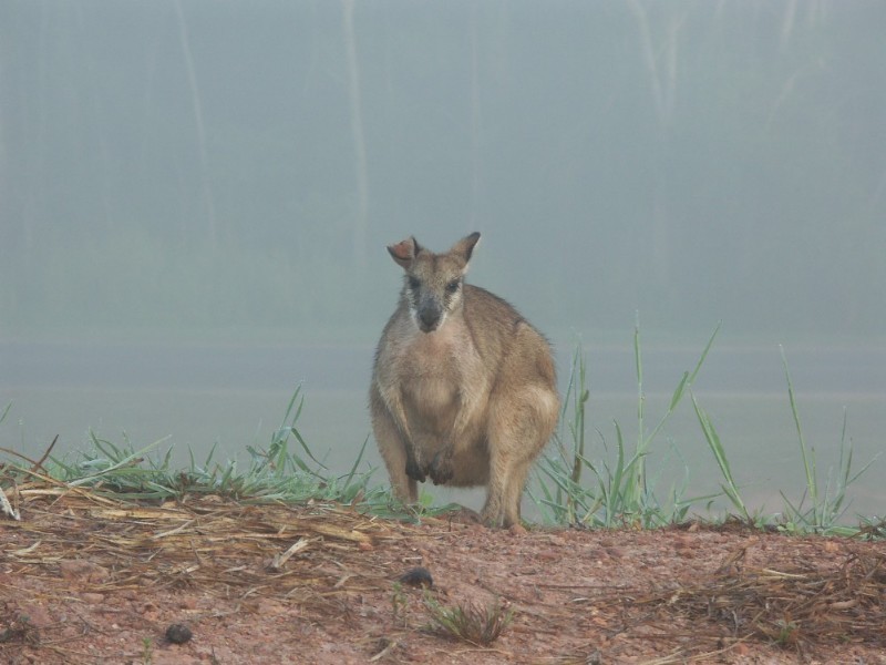 Mission Beach QLD 4852