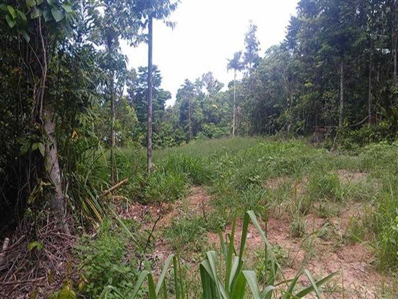 80 Cutten Street, Mission Beach QLD 4852