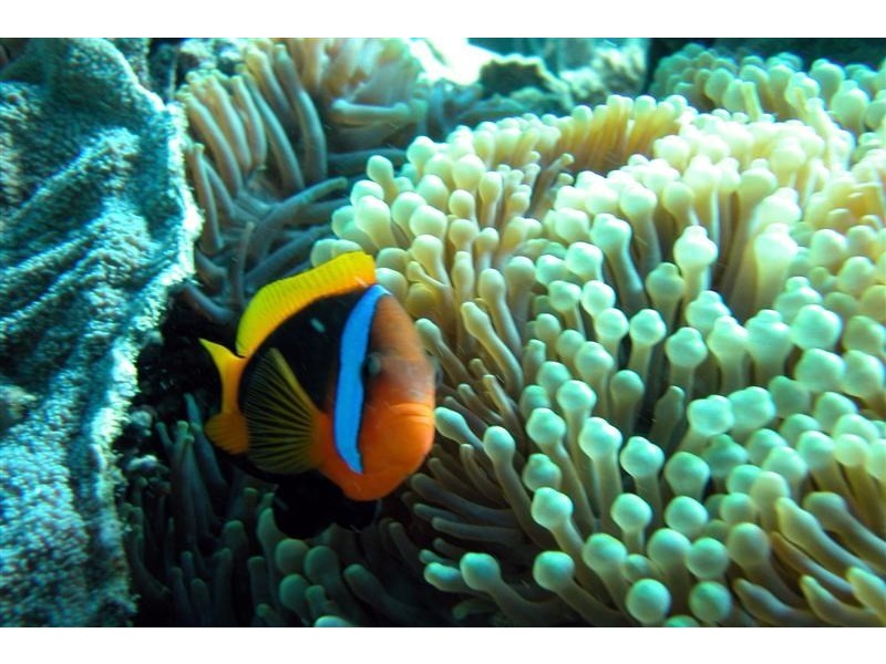 5 Mitchell Street, South Mission QLD 4852