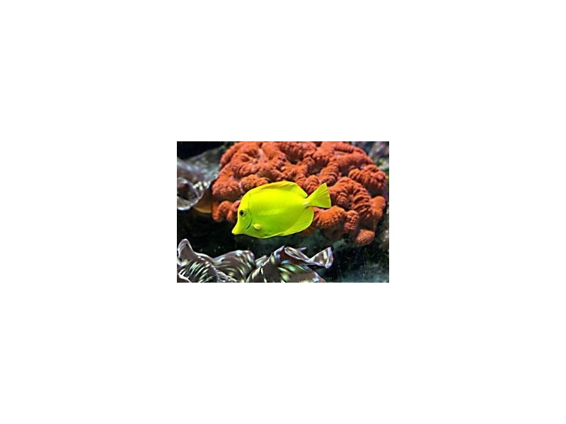 5 Inarlinga Road, Cowley Beach QLD 4871